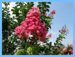 Crepe Myrtle