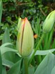 Tulip bud