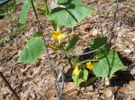 cucumber blossoms