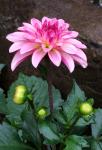 Dwarf Dahlia