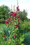 Hollyhocks
