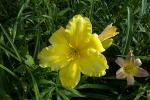 Daylily