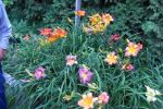 Daylilies