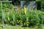 Gladiola and Marygold mix