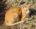 Buddy loves my heavily mulch garden beds almost as much as I do.