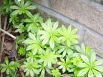 sweet woodruff (Galium Odoratum)