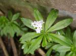 sweet woodruff in bloom