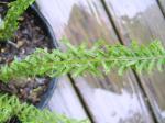 Lady Fern frond