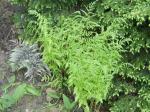 Grandma's fern