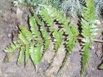 Leather Fern?