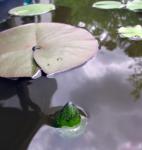 almost black waterlily first bud!