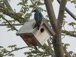 Tree Swallow