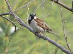 House sparrow