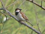 House sparrow