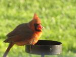 Young cardinal