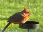 Young cardinal