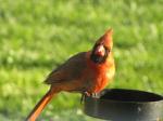 Young cardinal