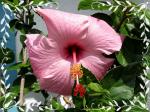 pink single hibiscus