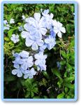 blue plumbago