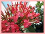 Ixora not fully open