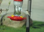 Hummingbird