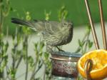 Female House Finch