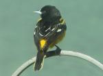 Male Oriole