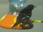 Male Oriole