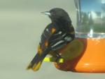 Oriole (male)