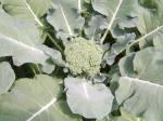 Broccoli just about ready