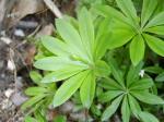 Sweet woodruff 