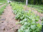 Peas on fence.