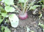 Radishes 5/19/11