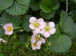 pink strawberry blossoms