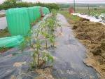 tomatoes in the garden