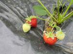 Honeoye strawberries