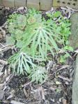 Shred leaf umbrella plant