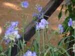 blue spiderworts