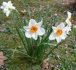 large narcissus 