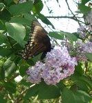 butterfly on lilacs 