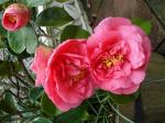 Camelia (Elsie Dury)