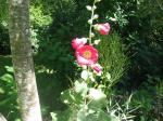 my first hollyhocks