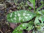 pulmonaria leaf