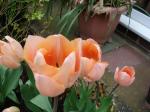Tulip (Apricot Beauty)
