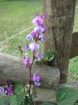 Hyacinth Bean Vine