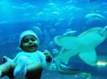 inside the aquarium - swimming with the sharks!