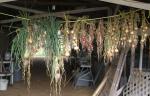 Onions drying in barn