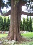 Cedar tree no ivy