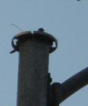 dove nesting