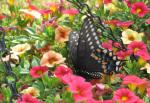 Black Swallowtail